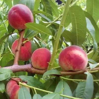 Персик КИЕВСКИЙ РАННИЙ в Жлобине