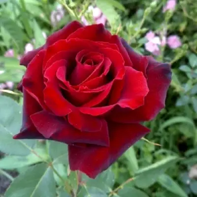 Роза ТАБУ чайно-гибридная в Жлобине