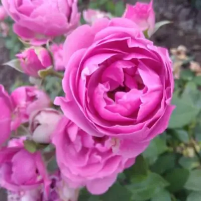 Роза МИСТИ БАБЛС спрей в Жлобине