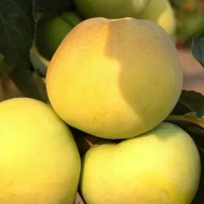 Яблоня АНТОНОВКА ЗОЛОТАЯ в Жлобине