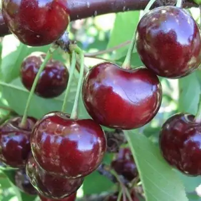 Вишня ЖАДАНА в Жлобине