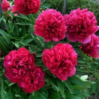 Пион БЕЛГРАВИЯ травянистый в Жлобине