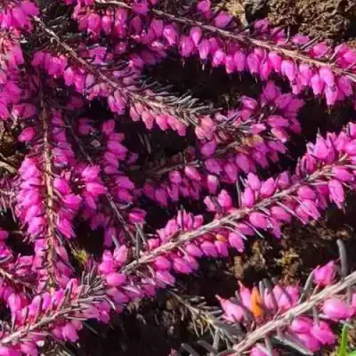 ЭРИКА "АЛЬПИЙСКИЙ ВЕРЕСК" (зимующая) сорт АТРОРУБРА в Жлобине