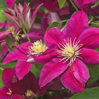 Клематис ЭРНЕСТ МАРКХАМ в Жлобине