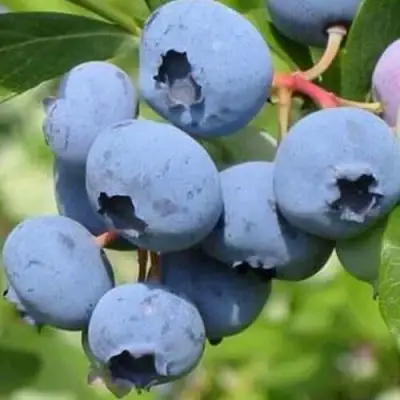 Голубика ДАРРОУ в Жлобине