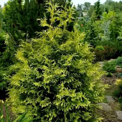 Туя ЗЕБРИНА ЭКСТРА ГОЛД складчатая в Жлобине