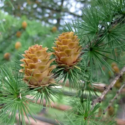 Лиственница КЕМПФЕРА в Жлобине
