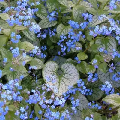 Бруннера ДЖЭК ФРОСТ в Жлобине