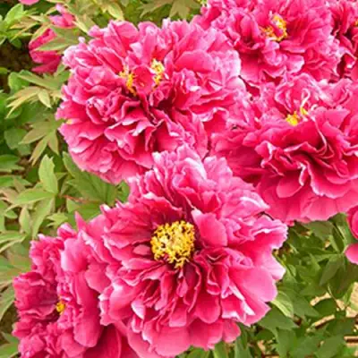 Пион ВОСХОД СОЛНЦА древовидный в Жлобине