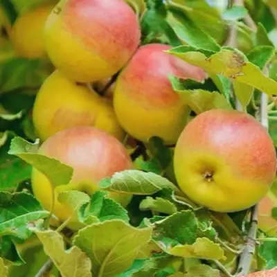 Яблоня ПАМЯТЬ БЛЫНСКОГО колонновидная в Жлобине