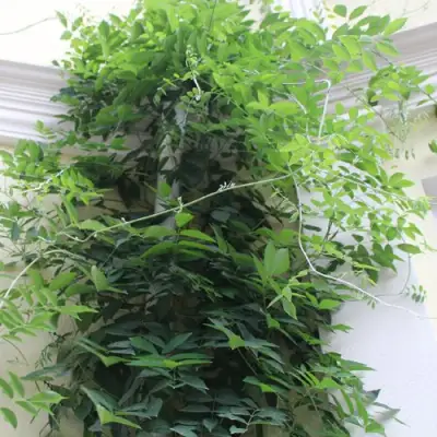 Глициния макростахия БЛЮ МУН в Жлобине