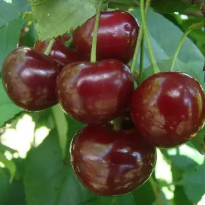 Дюк КОРМИЛИЦА в Жлобине