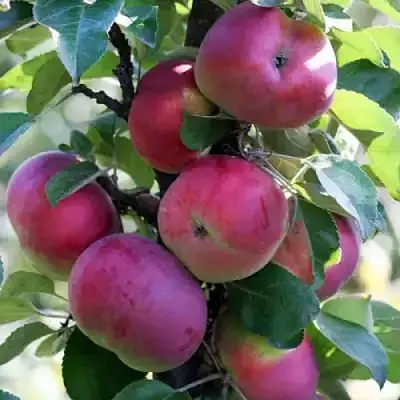 Яблоня ЕСЕНИЯ колонновидная в Жлобине