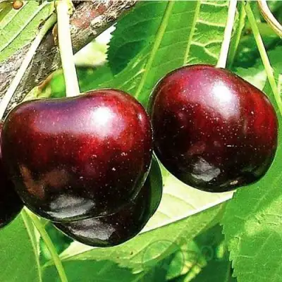 Черешня САММИТ в Жлобине
