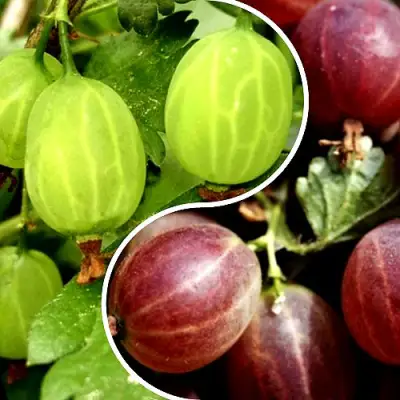 Комплект СКАЗКА в Жлобине