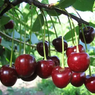 Вишня БЫСТРИНКА в Жлобине