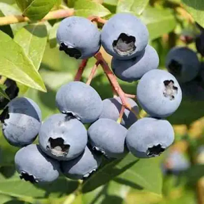 Голубика КРОЭТЭН в Жлобине