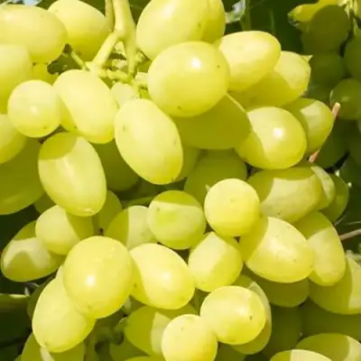 Виноград ДОЛГОЖДАННЫЙ в Жлобине