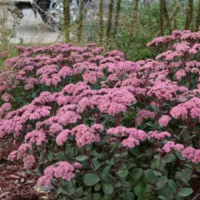 Очиток (седум) МАТРОНА в Жлобине