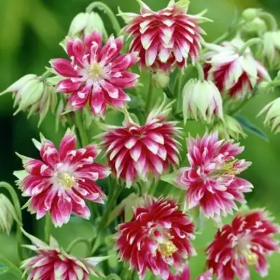 Аквилегия БАРЛОУ НОРА гибрид МакКаны в Жлобине