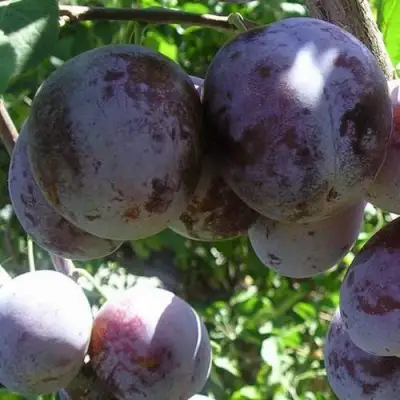 Слива РЕНКЛОД ХАРИТОНОВОЙ в Жлобине