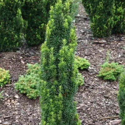 Тис ВОЙТЕК средний  в Жлобине