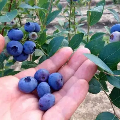 Голубика НОРТ КАНТРИ в Жлобине