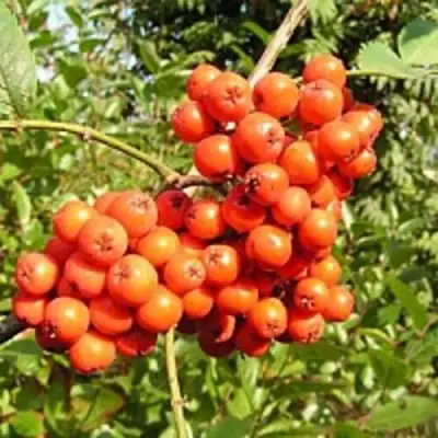 Рябина КОНЦЕНТРА сладкоплодная в Жлобине