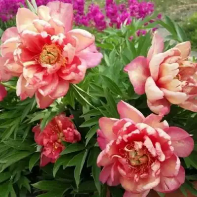 Пион ДЖУЛИЯ РОУЗ ито-гибрид в Жлобине