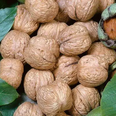 Грецкий орех ПРЕЗИДЕНТ в Жлобине