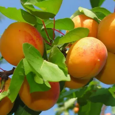 Абрикос КИЕВСКИЙ РАННИЙ в Жлобине