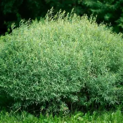 Ива НАНА пурпурная в Жлобине