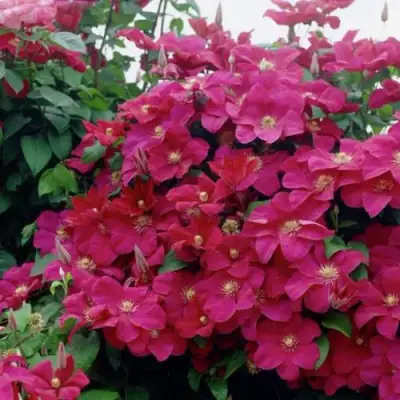 Клематис РУЖ КАРДИНАЛ в Жлобине