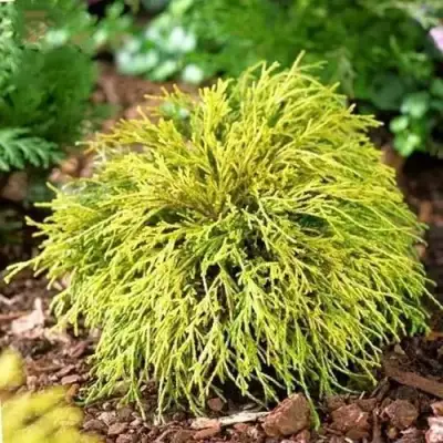 Кипарисовик ВАВЕЛ горохоплодный в Жлобине