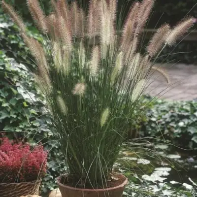 Пеннисетум ХАМЕЛН в Жлобине