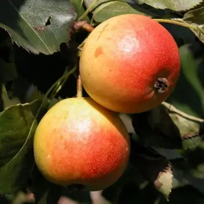 Груша АЛЁНУШКА в Жлобине