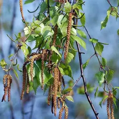 Береза ПОВИСЛАЯ в Жлобине