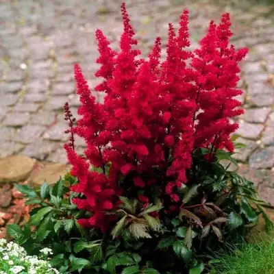 Астильба ГЛАТ Арендса в Жлобине