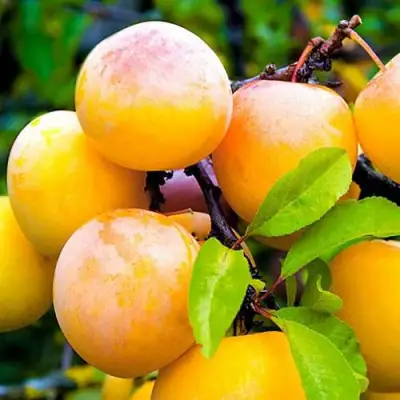 Слива МИНСКАЯ в Жлобине