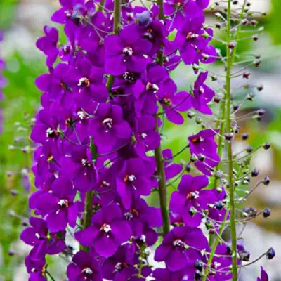 Коровяк ВИОЛЕТТА (вербаскум) в Жлобине