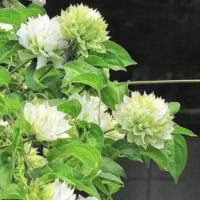 Клематис КОХАНА в Жлобине