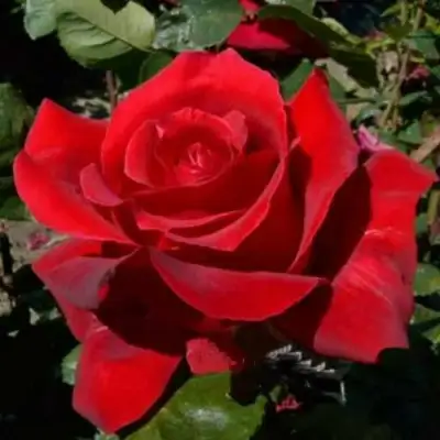 саженцы розы Красная Магия