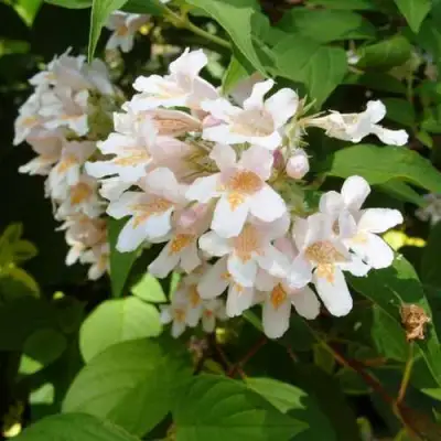 Кольквиция прелестная в Жлобине