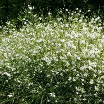 Венечник ветвистый в Жлобине