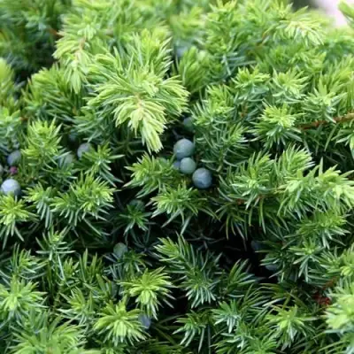 Можжевельник ШЛЯГЕР прибрежный в Жлобине