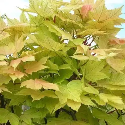 Клен ложноплатановый в Жлобине