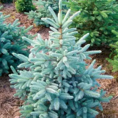 Ель КЕЙБАБ колючая в Жлобине