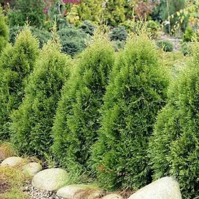 Туя СМАРАГД ВИТБОНТ западная в Жлобине