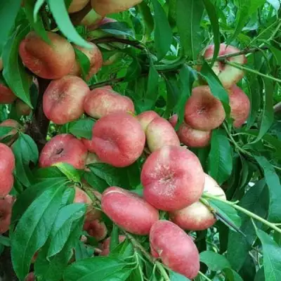 Нектарин КОНЦЕТТИНА в Жлобине