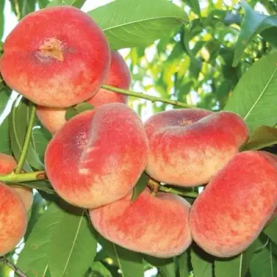 Персик САТУРН ИНЖИРНЫЙ в Жлобине